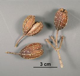   Fruit:   Hintonia latiflora , capsules; Photo by V. Brewster, USDA APHIS PPQ, imageID.idtools.org
